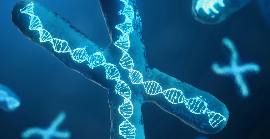 Rendering of DNA helices inside chromosomes.